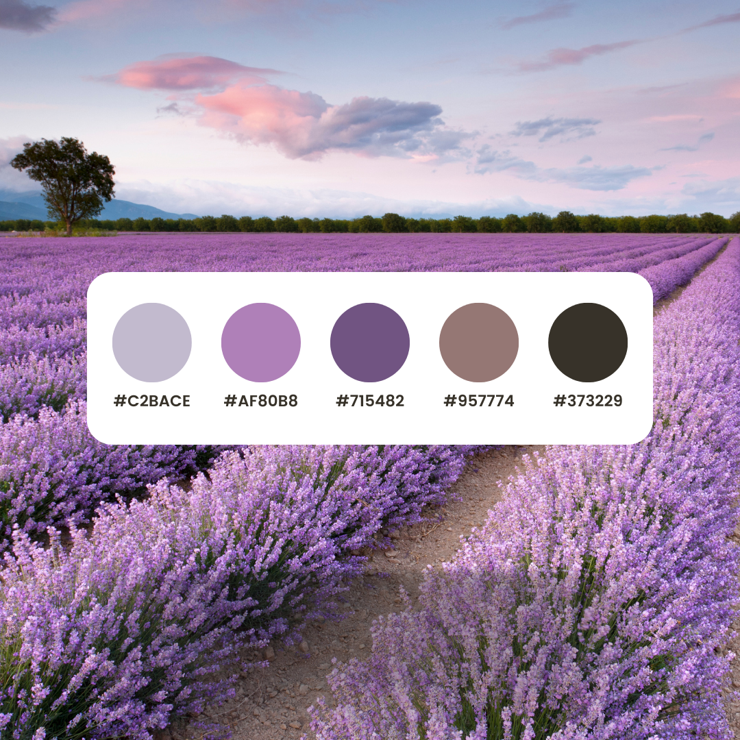 color contrast checker - a field of lilacs with various colors in a palette